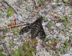 Conophorus fenestratus