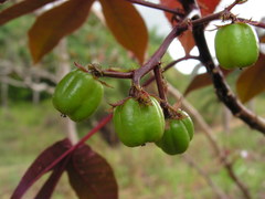 Jatropha gossypiifolia