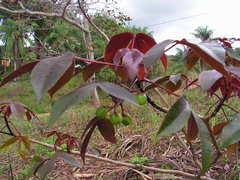 Jatropha gossypiifolia