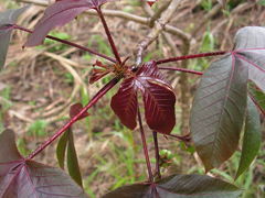 Jatropha gossypiifolia
