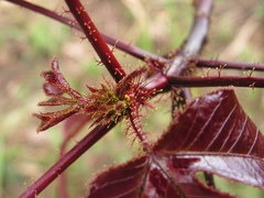 Jatropha gossypiifolia