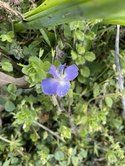Viola bicolor