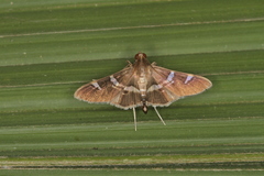 Desmia albisectalis