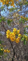 Senna galeottiana