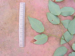 Maprounea guianensis