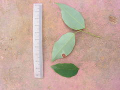 Maprounea guianensis