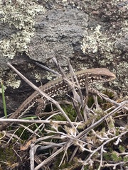 Contomastix lacertoides