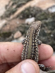 Contomastix lacertoides