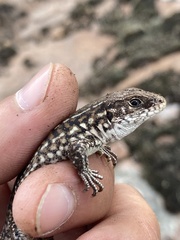 Contomastix lacertoides