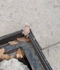 Phrynosoma braconnieri