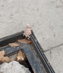 Phrynosoma braconnieri