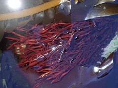 Prionitis linearis