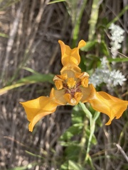 Cypella fucata