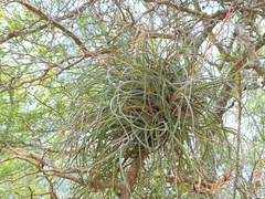Tillandsia baileyi