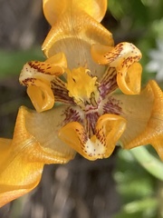 Cypella fucata