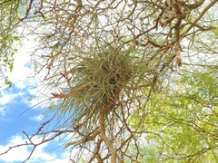 Tillandsia baileyi