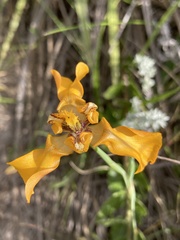 Cypella fucata