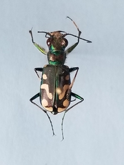 Cicindela decemnotata