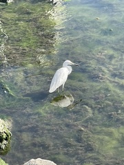 Egretta thula