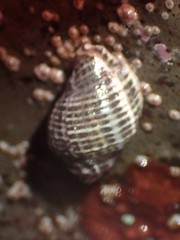 Acanthinucella