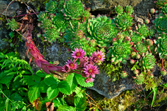 Sempervivum