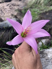 Zephyranthes estensis
