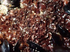 Mazzaella affinis
