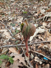 Paeonia caucasica