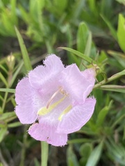 Agalinis linarioides