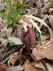 Paeonia caucasica