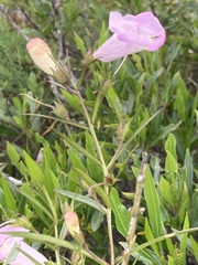 Agalinis linarioides