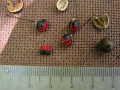 Maprounea guianensis