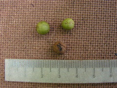 Maprounea guianensis
