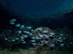 Pempheris poeyi