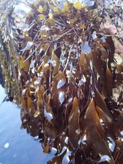 Laminaria sinclairii