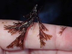 Microcladia borealis