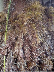 Odonthalia floccosa