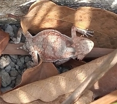 Phrynosoma braconnieri