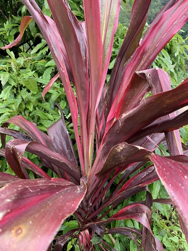 Cordyline fruticosa image