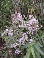 Chromolaena laevigata