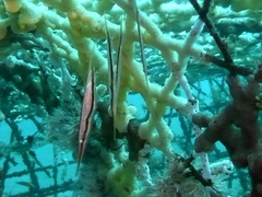 Centriscus scutatus