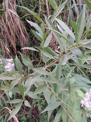 Chromolaena laevigata