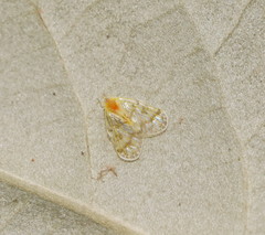 Saccharodite chrysonoe