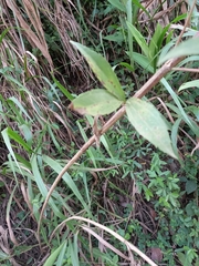 Chromolaena laevigata