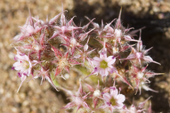 Chorizanthe