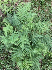 Polystichum montevidense
