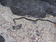 Pseudalsophis occidentalis