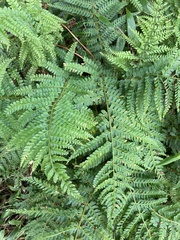 Polystichum montevidense
