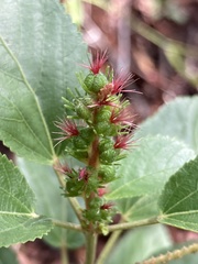 Acalypha communis