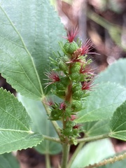Acalypha communis